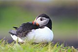 Atlantic Puffin